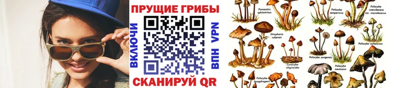 купить   Темников  Псилоцибиновые грибы мухоморы 